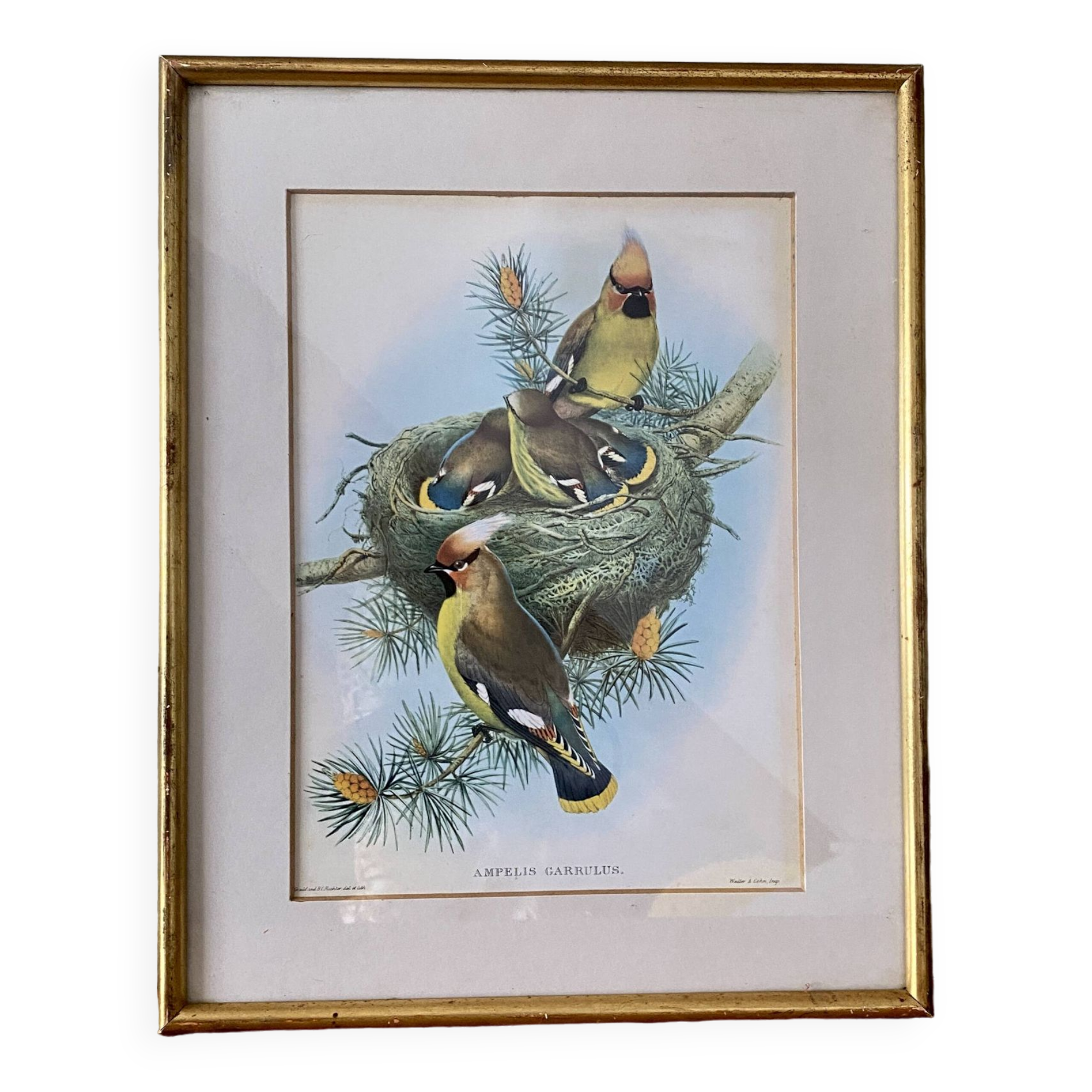 Old bird poster frame