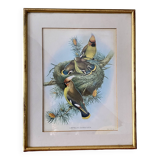 Old bird poster frame