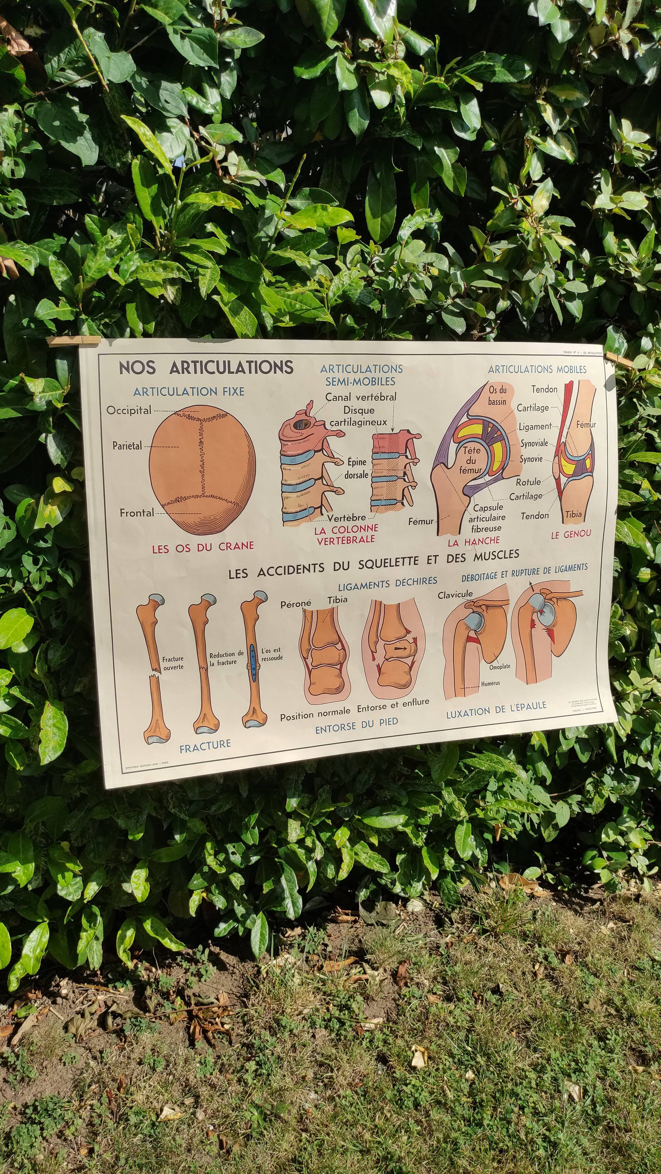 Educational poster on the skeleton and joints