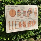 Educational poster on the skeleton and joints