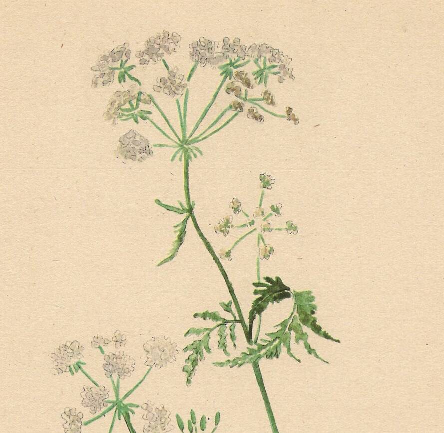 Illustration 1948 - Meadow Chervil by H. Strache - natural floral