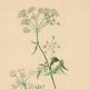 Illustration 1948 - Meadow Chervil by H. Strache - natural floral