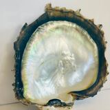 Large mother-of-pearl shell