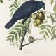 Poster about the American Crow, based on an old engraving from 1827.
