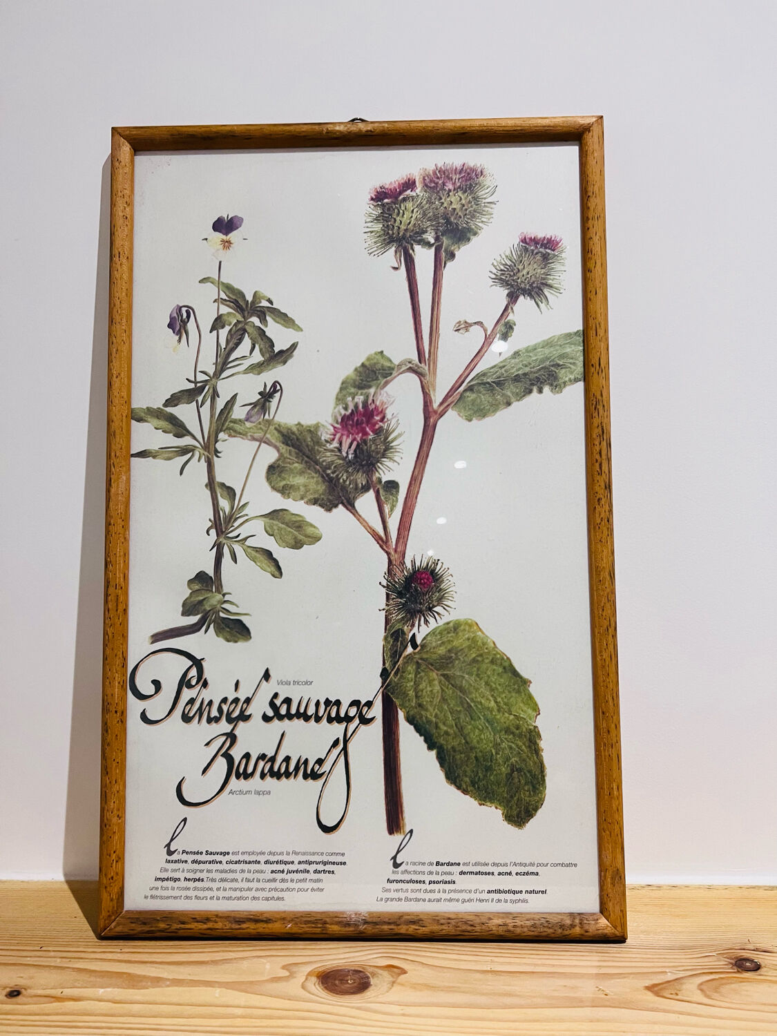 Frame pharmacy herbarium wild thought and burdock