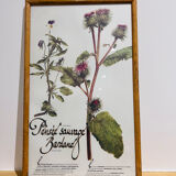 Frame pharmacy herbarium wild thought and burdock