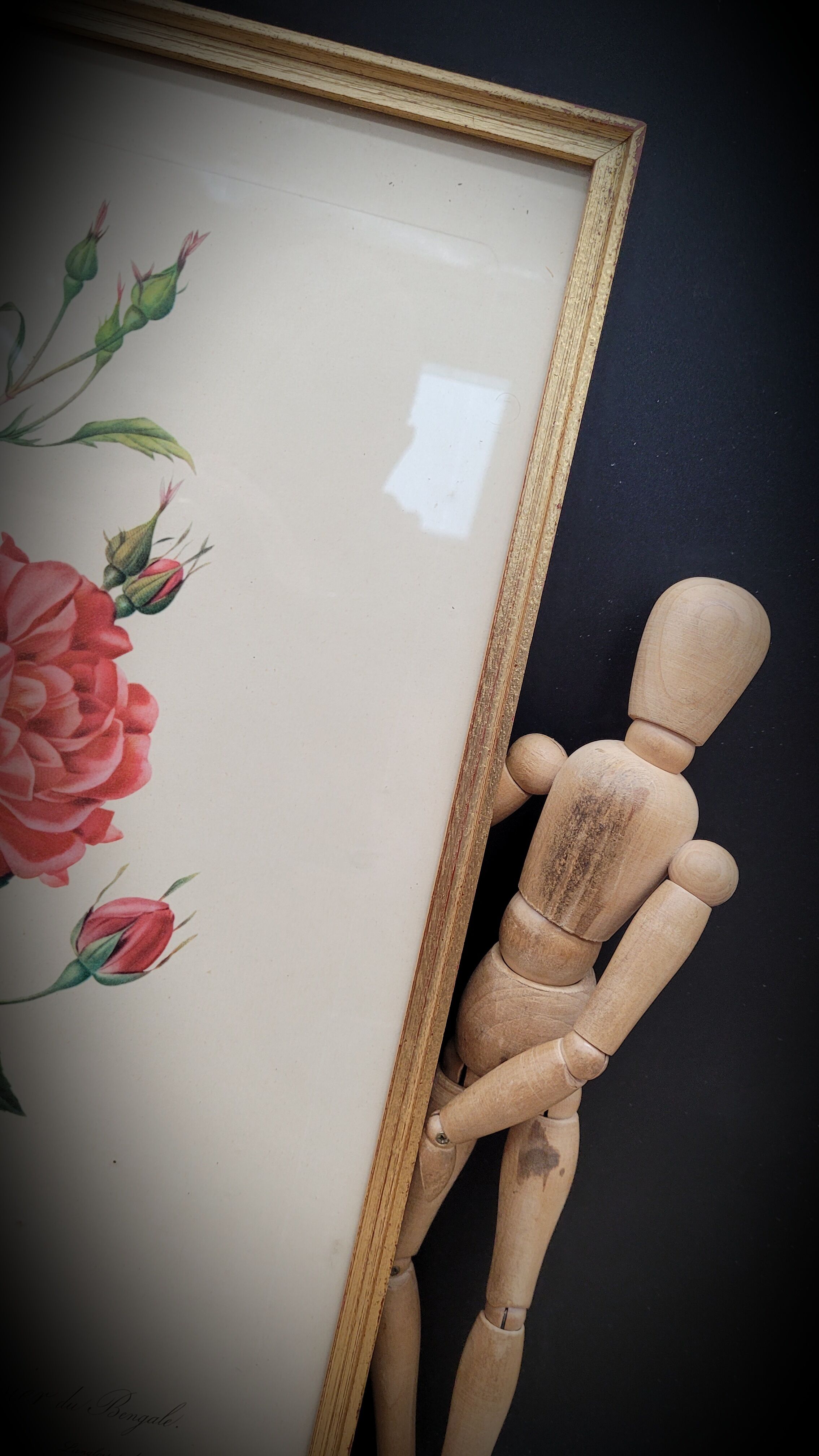 Bengal rose lithograph