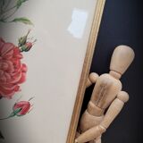 Bengal rose lithograph