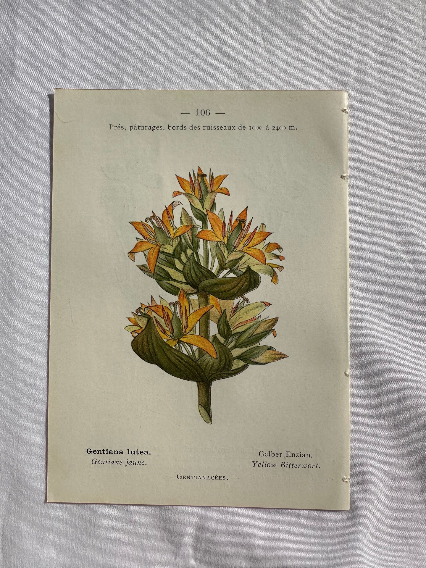Naturalist Plate – 19th Century Botanical Engraving, Double-Sided