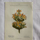 Naturalist Plate – 19th Century Botanical Engraving, Double-Sided