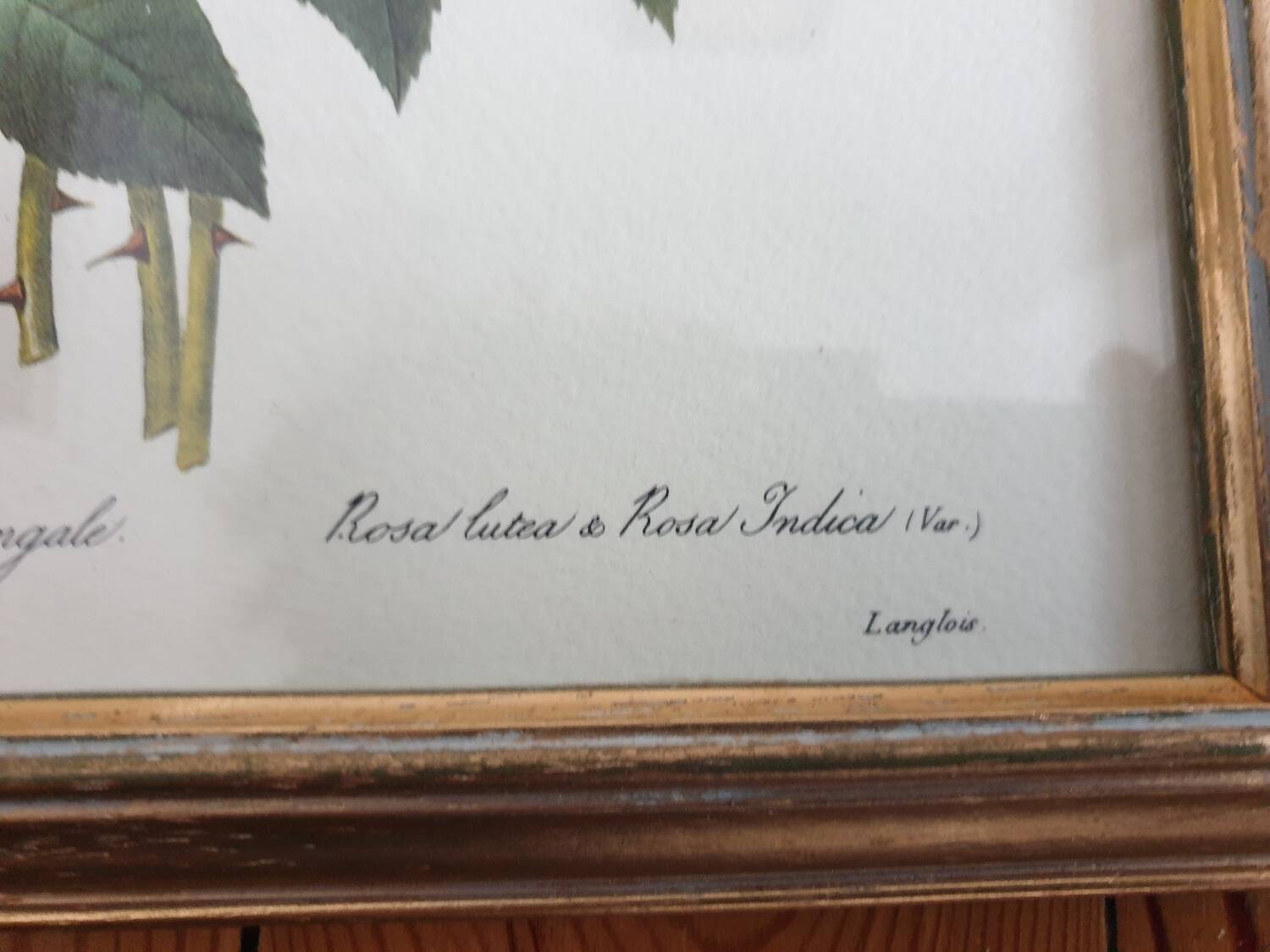 Botanical plate of Roses by PJ Redouté framed