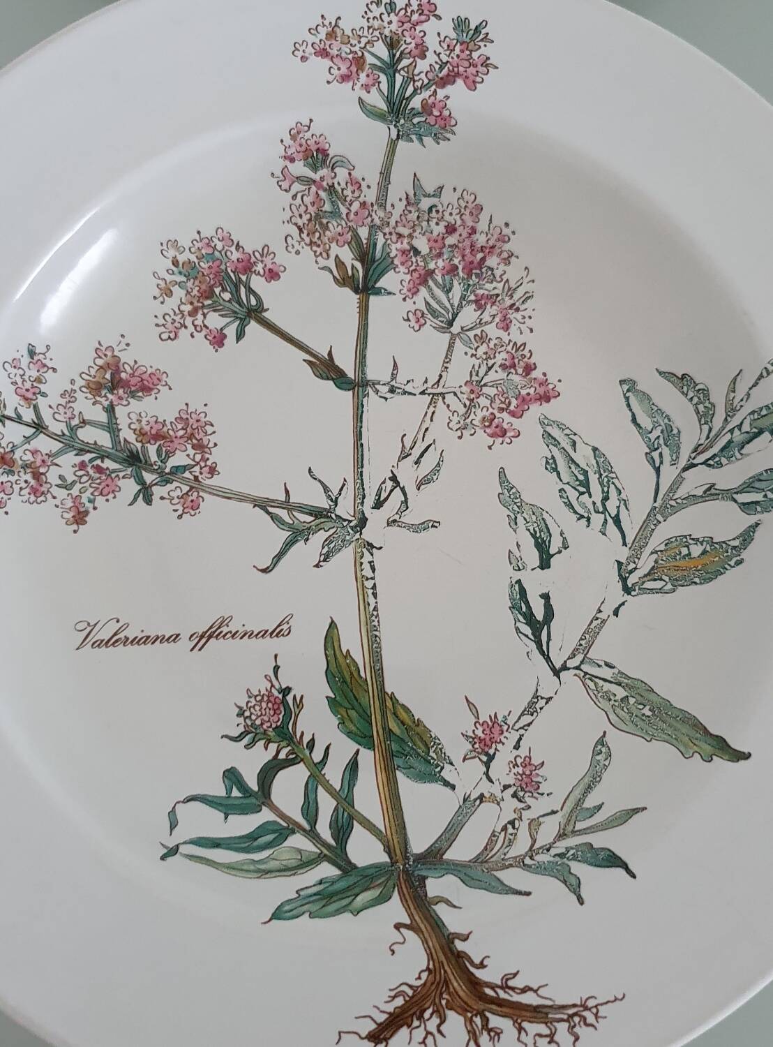 Set of 4 Villeroy and Boch soup plates - Botanica collection