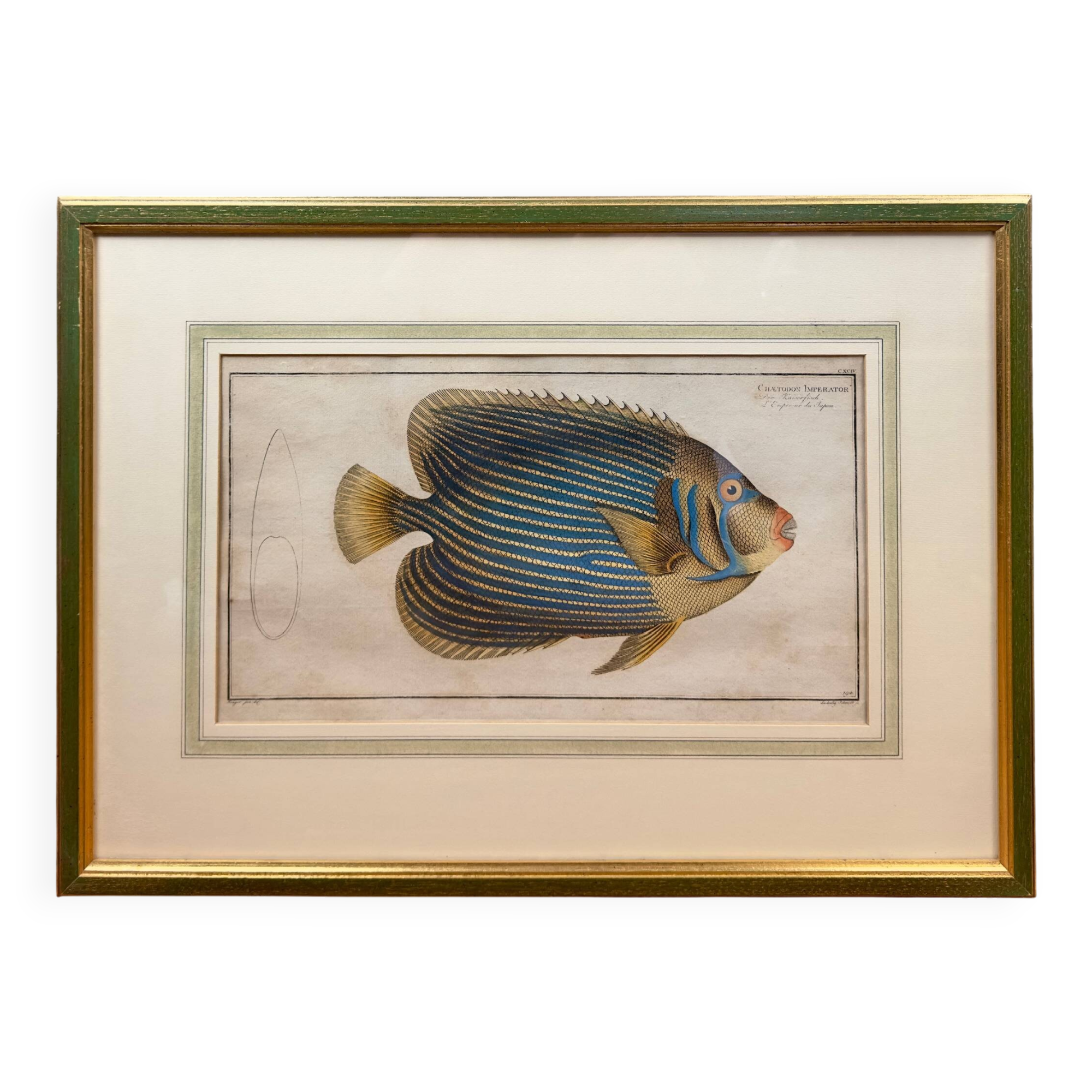 Old engraving exotic fish – Ludwig Schmidt (19th century)