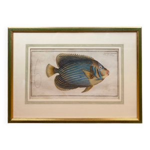 Gravure ancienne poisson