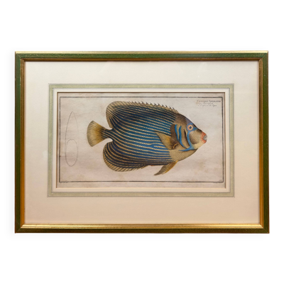 Gravure ancienne poisson exotique – Ludwig Schmidt (XIXᵉ siècle)