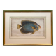 Old engraving exotic fish – Ludwig Schmidt (19th century)