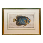 Old engraving exotic fish – Ludwig Schmidt (19th century)