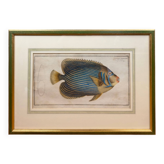 Old engraving exotic fish – Ludwig Schmidt (19th century)