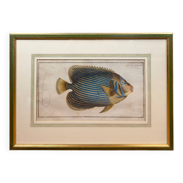 Old engraving exotic fish – Ludwig Schmidt (19th century)