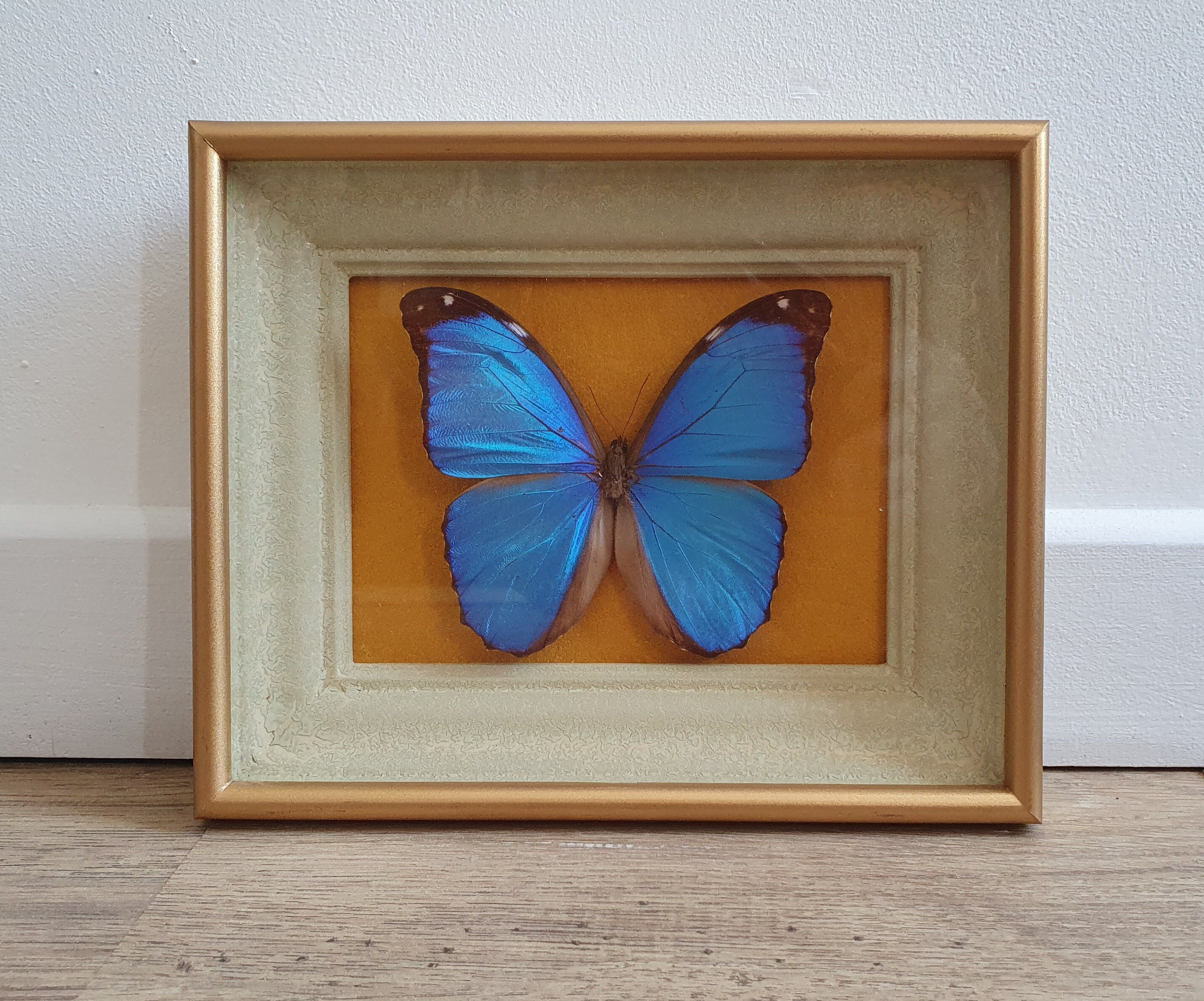 Butterfly naturalized golden frame