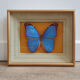 Butterfly naturalized golden frame