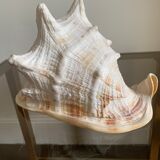 Shell horned helmet 23 cm