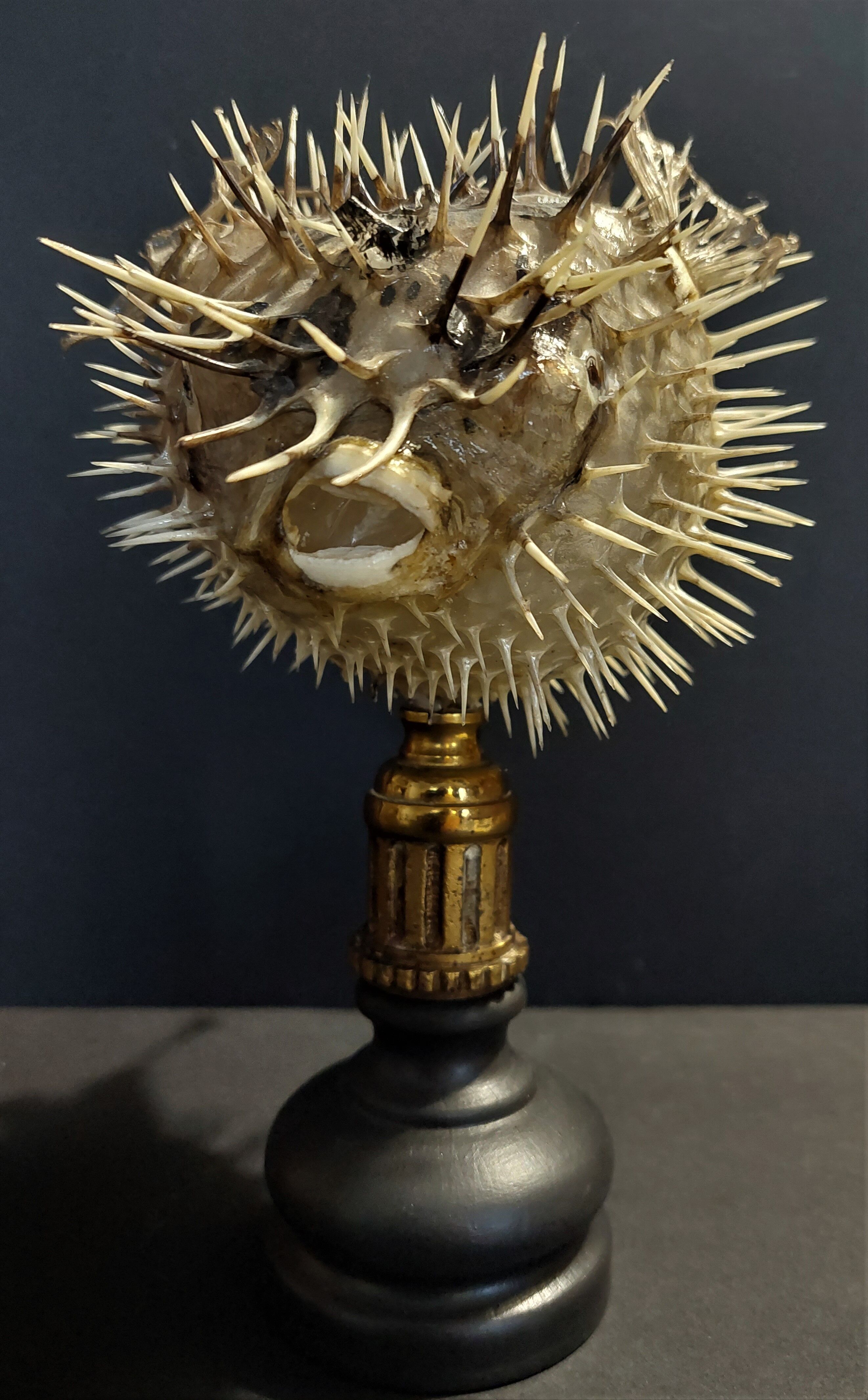 Cabinet of Curiosities naturalized fish diodon holocanthus on base