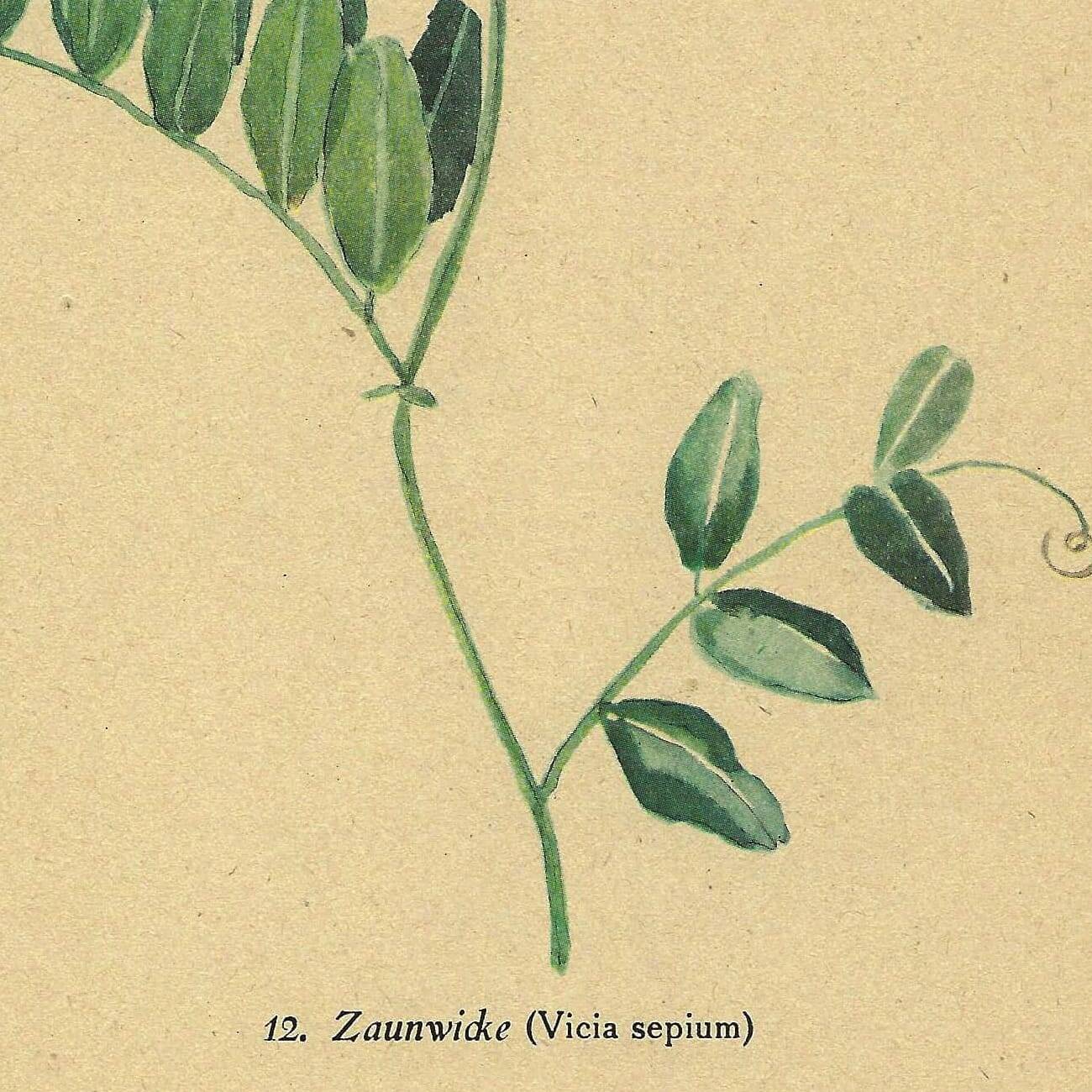 Old illustration 1948 - Vetch - Meadow flower. Botanical plate.