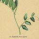 Old illustration 1948 - Vetch - Meadow flower. Botanical plate.