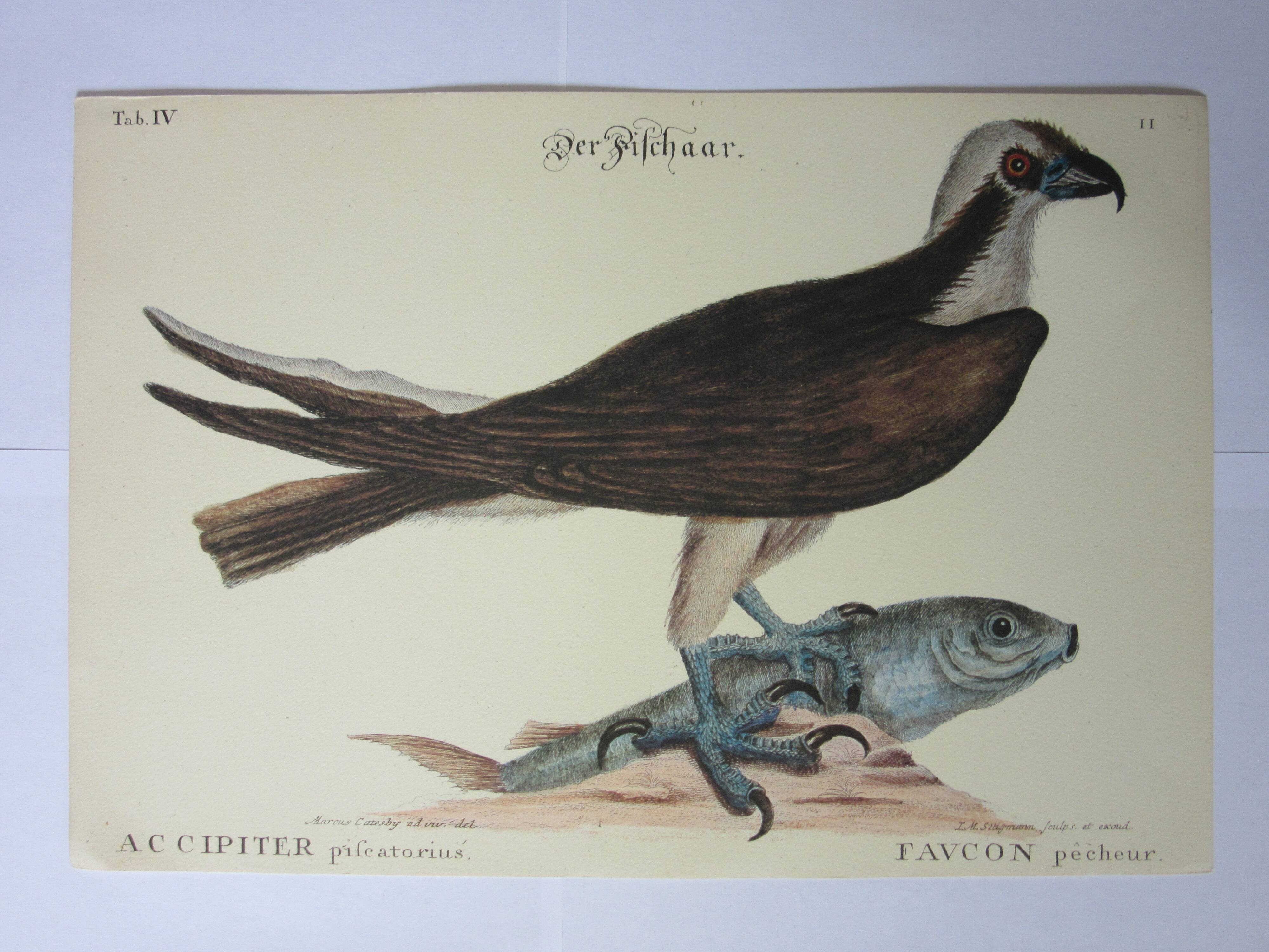 Engraving bird, falcon, repro Catesby/Seligmann