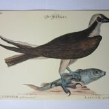 Engraving bird, falcon, repro Catesby/Seligmann