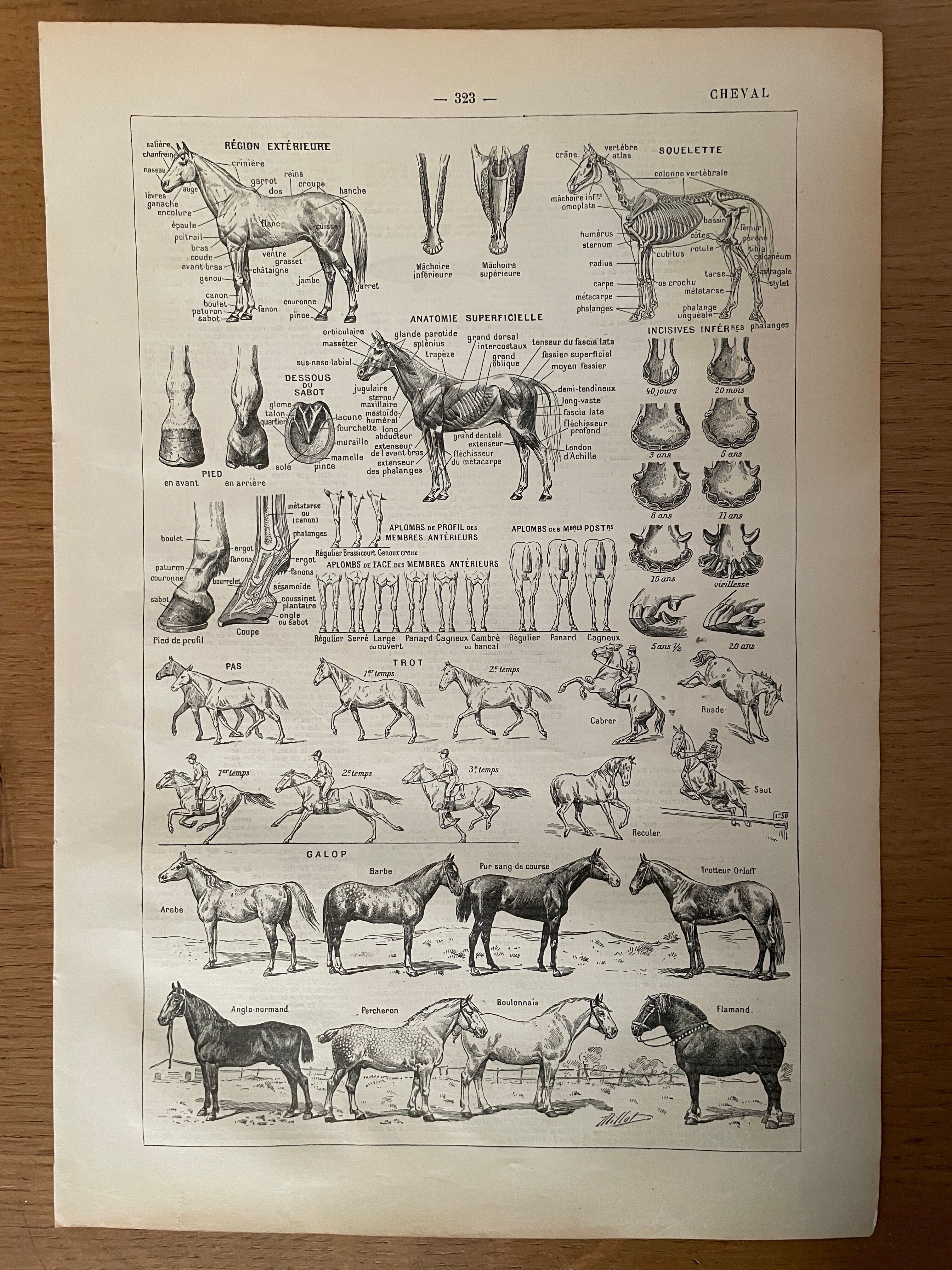 Lithograph on the horse - 1900