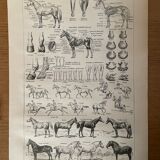 Lithograph on the horse - 1900