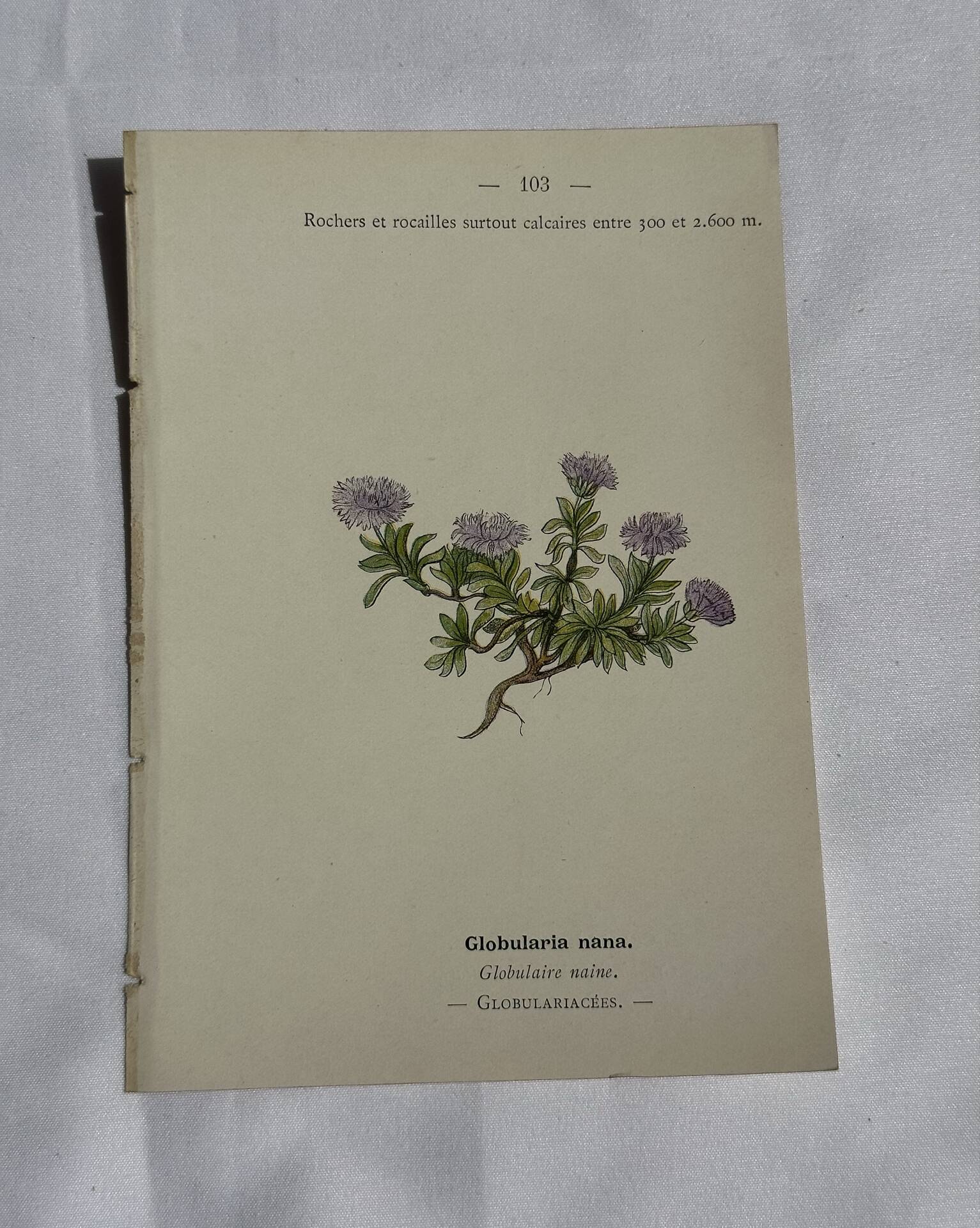Old Botanical Engravings 19th Century – Naturalist Lithographs Flowers &