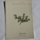 Old Botanical Engravings 19th Century – Naturalist Lithographs Flowers &