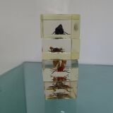Lot 4 insects inclusion resins to identify vintage