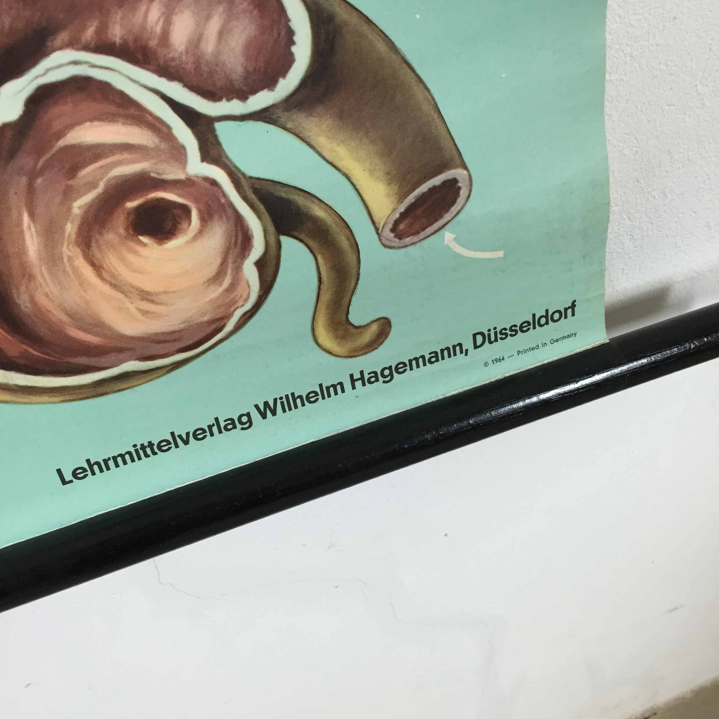 Educational pull-down Jung Koch school map human anatomy chart