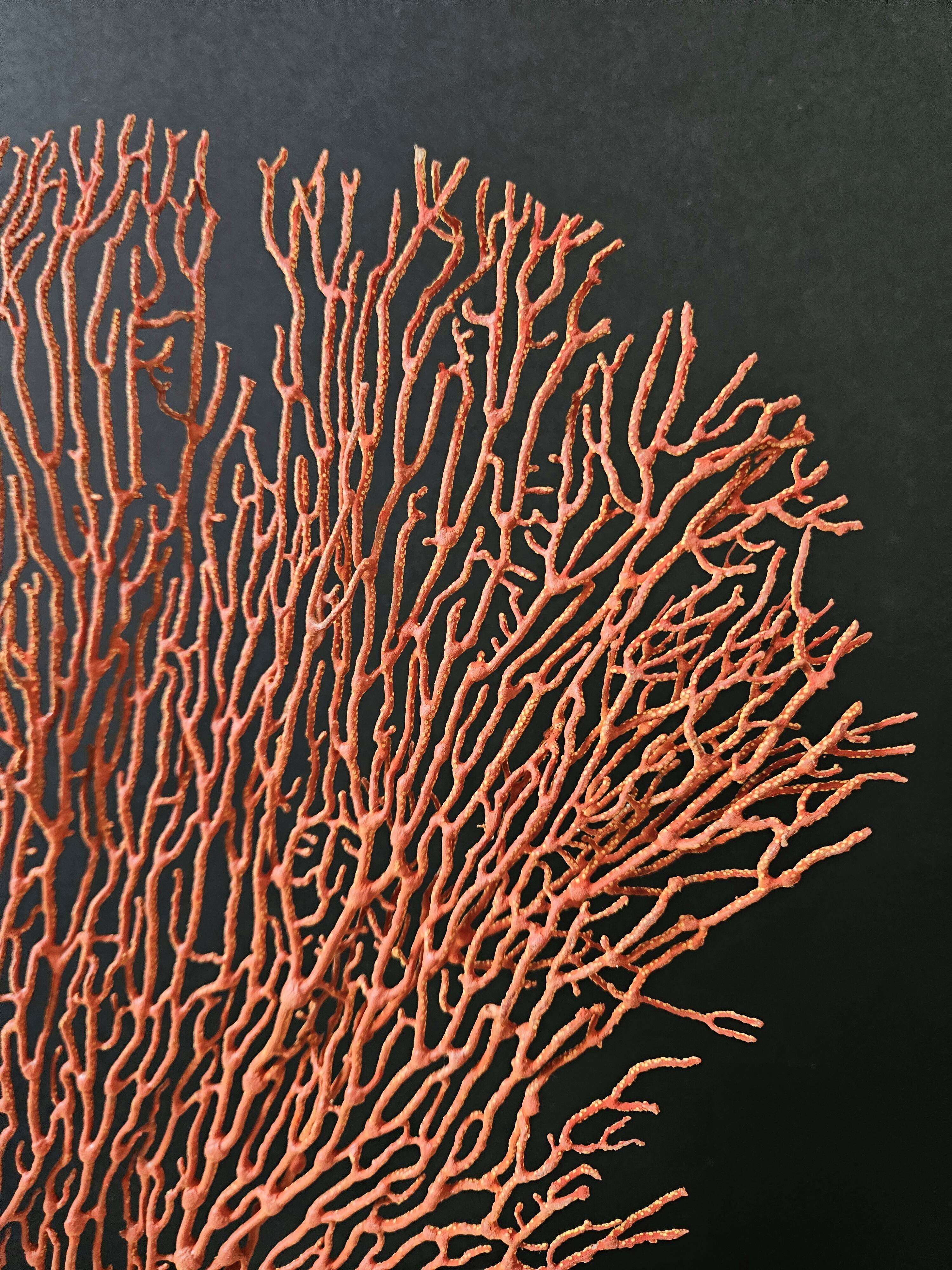 Red Gorgon Wooden Base. H: 34 cm