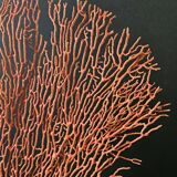 Red Gorgon Wooden Base. H: 34 cm