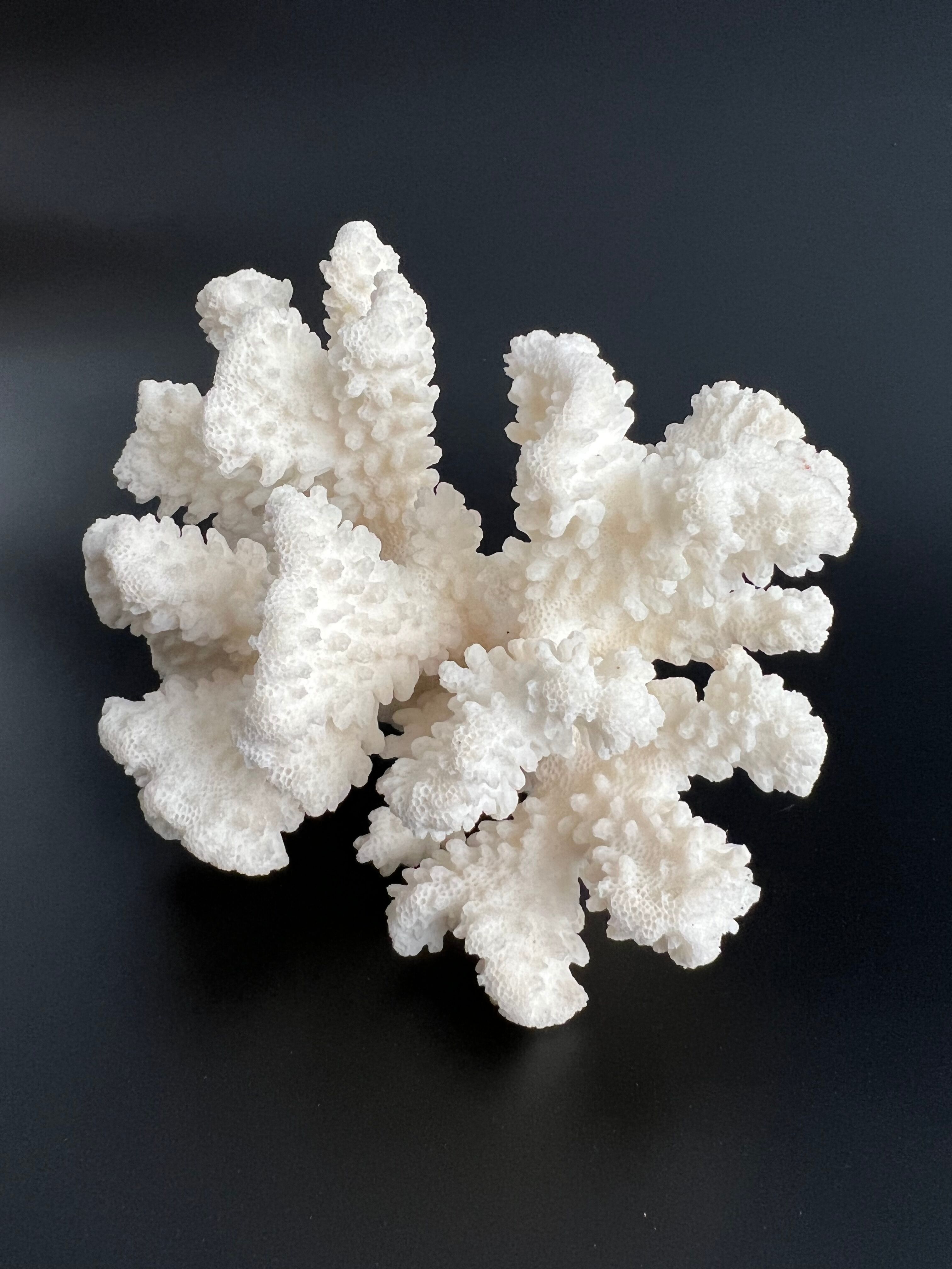 White coral vintage cabinet of curiosity