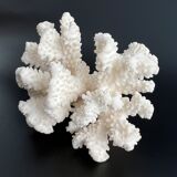 White coral vintage cabinet of curiosity