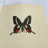 Antique Butterfly Engraving Lithograph Naturalist Botanical Plate