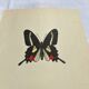 Old Engraving Butterfly Lithograph Naturalist Botanical Plate