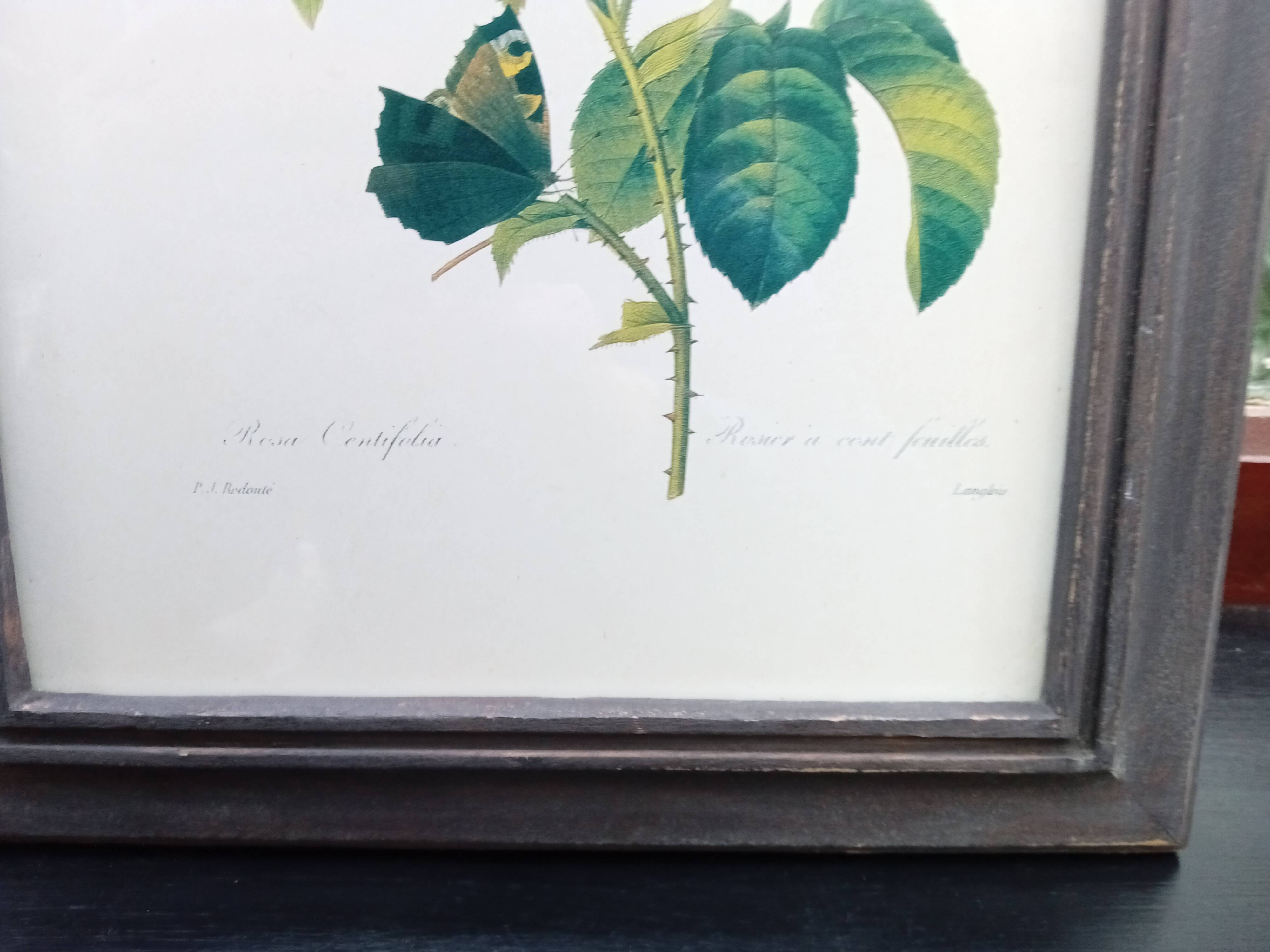 Botanical plate by Redouté