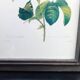 Botanical plate by Redouté