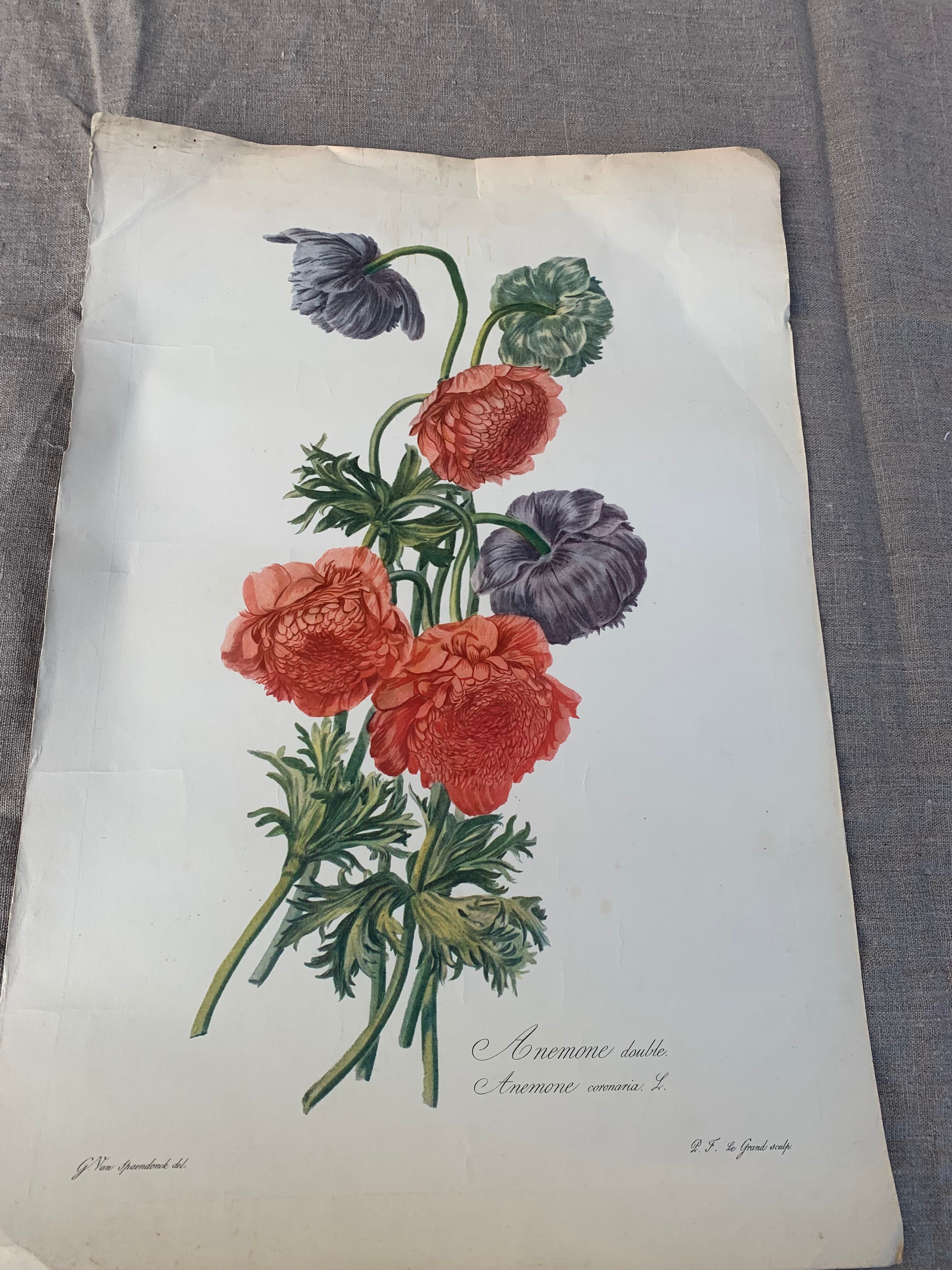 Lithograph, antique engraving double anemones, vintage and collector's herbarium style