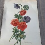 Lithographie gravure ancienne les anémones double, style herbier vintage et collector