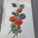 Lithograph, antique engraving double anemones, vintage and collector's herbarium style