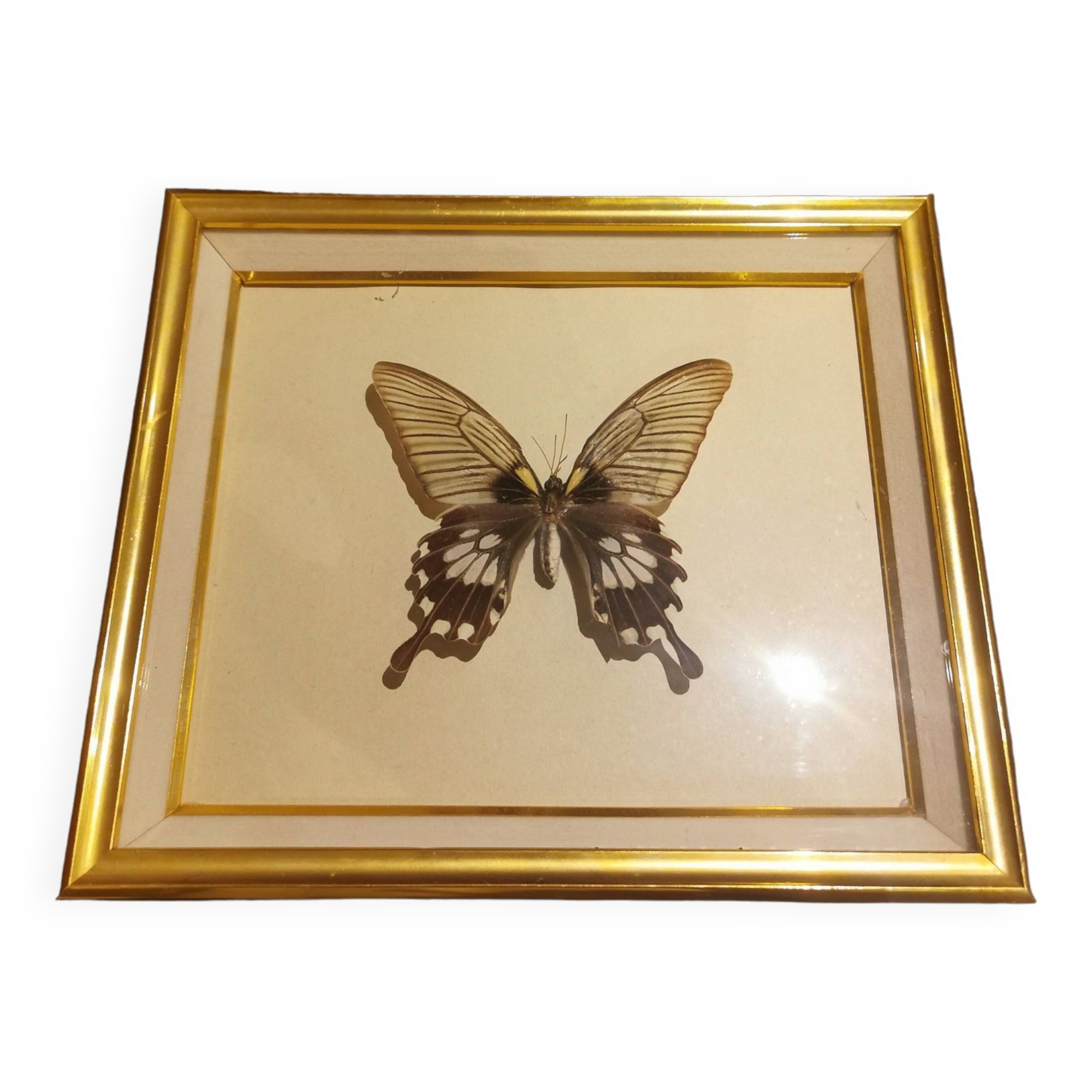Cadre doré papillon naturalisé