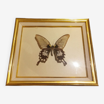 Naturalized butterfly gold frame